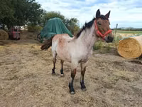 Mare, Horses — photo 4