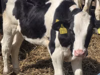 Toro, Russian Black pied cattle — foto 8