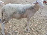 Widder, Luzein sheep — Foto 2