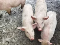 Cerdos (lote, sexo no especificado) — foto 1
