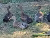 إنديان رانر — الصورة 1
