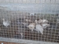 Slovenian Silver Hen — photo 3