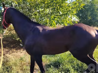 Caballos (lote, sexo no especificado), Hanoverian — foto 3