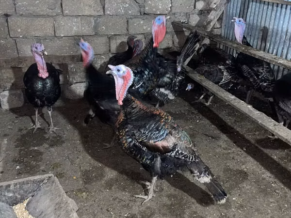 برونز