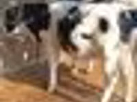 Rinder (Partie, Geschlecht nicht angegeben), Russian Black pied cattle — Foto 3
