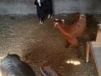 Cabra, Alpine goat — foto 1