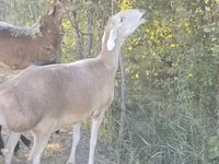 Schaf, Afghan Arabi sheep — Foto 6