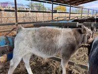 Bovinos (lote, sexo no especificado), Azul Belga — foto 4