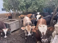 Bull, Red-spotted breed — photo 7