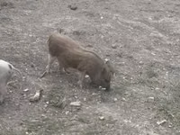 Eber, Schweine — Foto 2