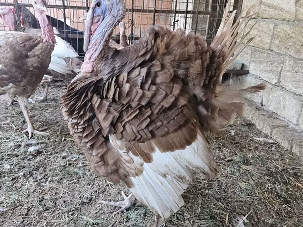 أبيض عريض الصدر