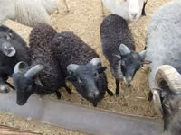 Widder, Ouessant sheep — Foto 3