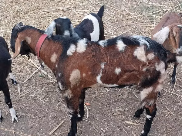 Ziegenbock, Nubian Goat
