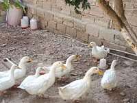 Ducks — Foto 3