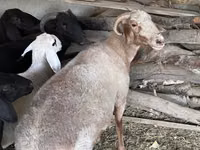 Schaf, Merino sheep — Foto 3