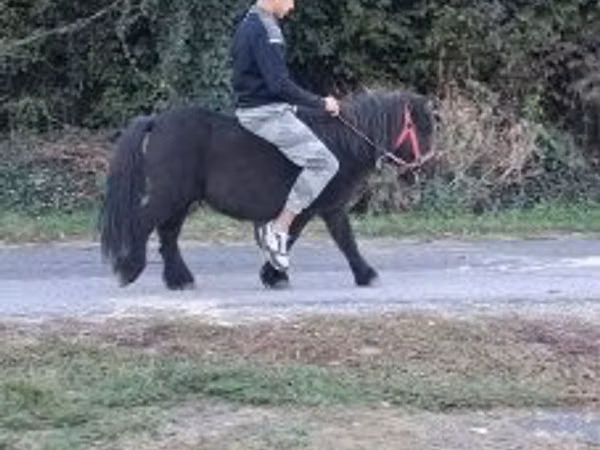 Horse (M), Horses