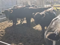 Bulle, Swiss cattle — Foto 4