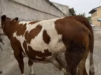गाय, Simmental cattle — फ़ोटो 1