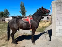 Horse (M), Karabair horse — photo 1