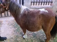 فرس, Miniature horse — الصورة 5