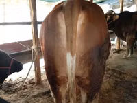 Toro, Simmental cattle — foto 3
