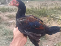 Chickens — फ़ोटो 3