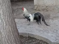 Chickens — الصورة 4