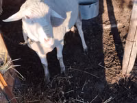 كبش, Lacaune sheep — الصورة 1