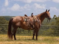 Horse (M), Quarter Horse — photo 2