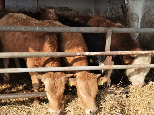 أبقار (دفعة، الجنس غير محدد), Simmental cattle