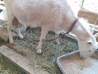 Ziege, Saanen goat — Foto 1