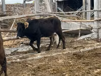Cow, Aberdeen-Angus — photo 8