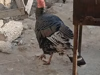 أبيض عريض الصدر — الصورة 3