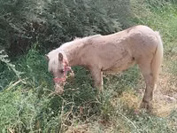 Mare, Horses — photo 1