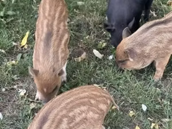 Schweine (Partie, Geschlecht nicht angegeben), 