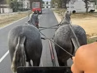 घोड़ा, Percheron — फ़ोटो 2