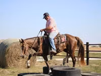 فرس, Rocky Mountain Horse — الصورة 7