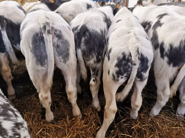 Rinder (Partie, Geschlecht nicht angegeben), Russian Black pied cattle