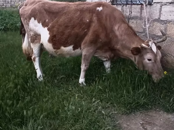 गाय, लाल-धब्बेदार नस्ल