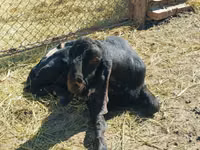 Billy Goat, Kamori goats — photo 4