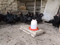 مالينس — الصورة 3