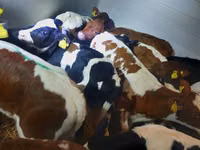 Bulle, Simmental cattle — Foto 2