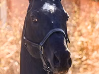 Horse (M), Thoroughbred horse — photo 5
