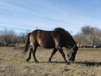 Hengst, Hucul pony — Foto 1