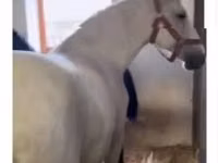فرس, Lipizzaner — الصورة 4