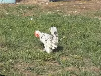 Chickens — Foto 2