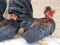 Chickens — الصورة 5