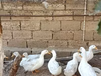 Ducks — Foto 2