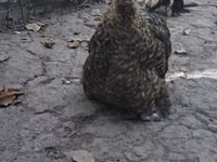 ياباني بانتام — الصورة 1