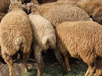 Schafe (Partie, Geschlecht nicht angegeben), Karabakh sheep — Foto 2